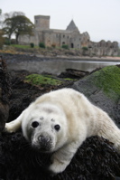 Abbey & seal